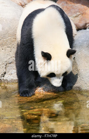 Giant panda with reflection Stock Photo - Alamy