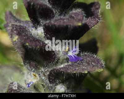 Fragment of inflorescence of pyramidal bugle (Ajuga pyramidalis) Stock Photo