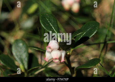 Flowering shoot of bearberry (Arctostaphylos uva-ursi)