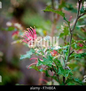 Grevillea aquifolium or Holy Leafed Grevillea photographed in the Grampians Region of Victoria. Small native shrub growint to 1- Stock Photo