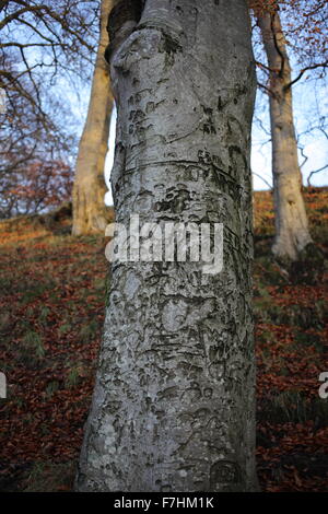 Fagus sylvatica - Forest of European beech or common beech in Autumn -Deciduous tree - Fagaceae - Aberdeen city - Scotland - UK Stock Photo