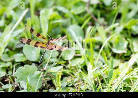 Halloween Pennant Dragonfly, Celithemis eponina. Females and juvenile males have yellow body markings. Everglades National Park, Stock Photo