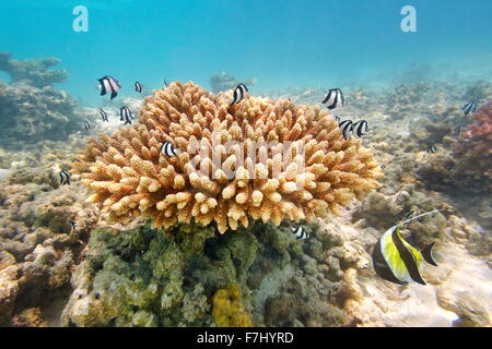 Maldives Island - shallow coral reef Stock Photo