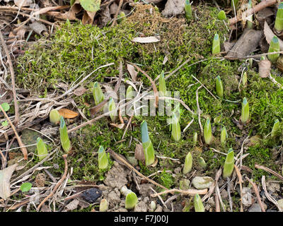 December photo. First signs of spring - daffodil shoots. Stock Photo