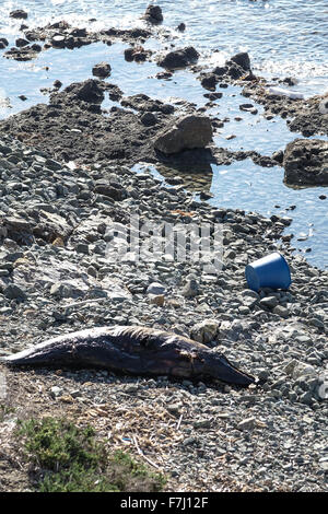 Dead Dolphin rotting on pebble beach. Stock Photo