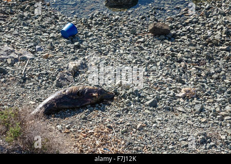 Dead Dolphin rotting on pebble beach. Stock Photo