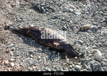 Dead Dolphin rotting on pebble beach. Stock Photo