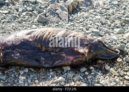 Dead Dolphin rotting on pebble beach. Stock Photo