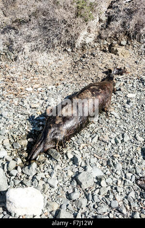 Dead Dolphin rotting on pebble beach. Stock Photo