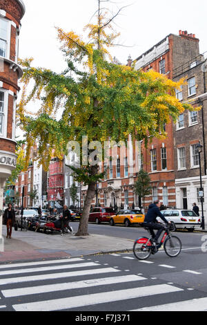 A tree in autumnal colours on the corner of Great Portland Street next to a pedestrian zebra crossing, London, England, UK Stock Photo