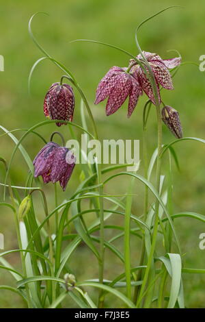 Fritillary, Snake's-head fritillary, snake's-head, snake's head fritillary, Fritillaria meleagris in flower in floodplain meadow Stock Photo