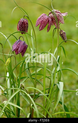 Fritillary, Snake's-head fritillary, snake's-head, snake's head fritillary, Fritillaria meleagris in flower in floodplain meadow Stock Photo