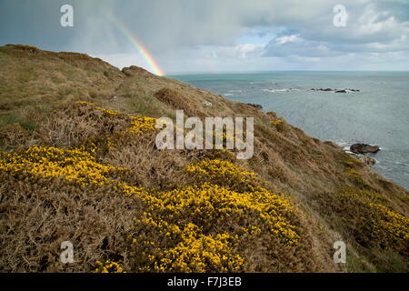 Common Gorse in flower in early spring, with rainbow, on Lizard Point, Cornwall Stock Photo