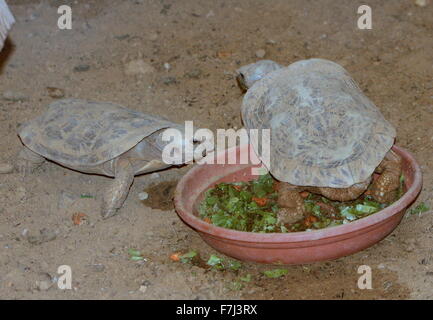 Pair of flat-shelled East African Pancake tortoises (Malacochersus tornieri, Testudo tornieri), native to Kenya and Tanzania Stock Photo