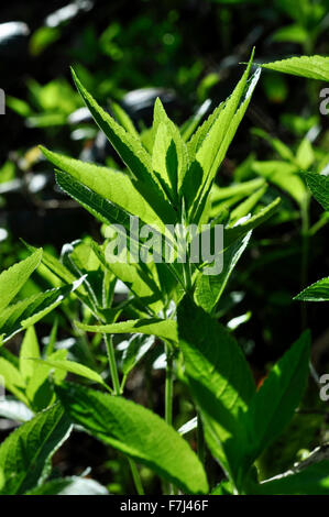Mercurialis perennis commonly known as Dogs Mercury. Fresh green shoot in spring sunlight. Stock Photo