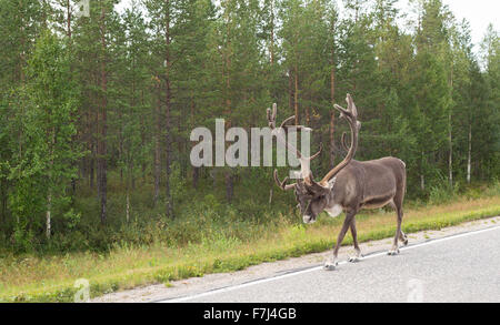Adult deer with horns on the side of the road in Finland on the background of green forest. Stock Photo