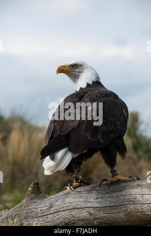 An African Fish Eagle stands on a log and scans around looking for food. While demonstrating at the Hawk Conservancy Stock Photo