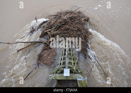 Whitney-on-Wye, Herefordshire, UK. 1st December, 2015. The River Wye in full flood after bursting its riverbanks between Hay-on-Wye and Hereford. Debris and flotsam washed downstream is building up along the base of the toll bridge at Whitney-on-Wye. Stock Photo