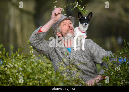 Tenbury Wells, Worcestershire, UK. 1st December, 2015. Mistletoe buyer 55 year old Joe Jones of Powys gets help from his dog Princess selecting the right sprig at the Christmas Mistletoe and Holly auction. Todays sale is first of two December auctions held at Burford House near Tenbury Wells the Capital of English Mistletoe. Credit:  David Bagnall/Alamy Live News Stock Photo