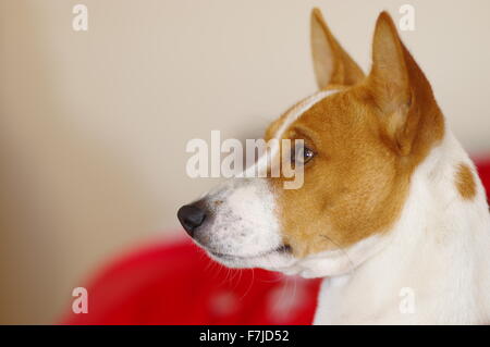 Indoor portrait of royal basenji dog (side view Stock Photo - Alamy