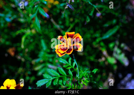 SMALL MARIGOLD FLOWER ON OWN Stock Photo