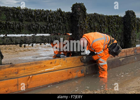 repairing wooden groyne beach walton naze essex Stock Photo