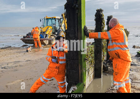 repairing wooden groyne beach walton naze essex, groynes are sturdy barriers built out into the sea from a beach to check erosion and drifting. Stock Photo