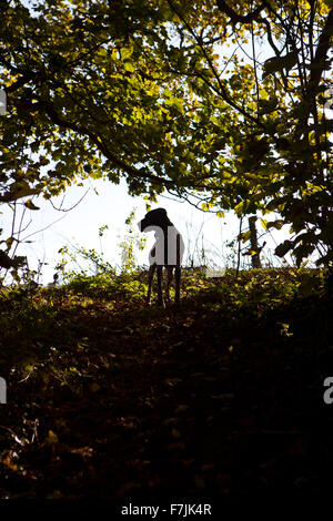 Silhouette of German Shorthaired Pointer Dog standing in woodland Stock Photo