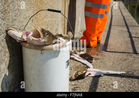 Close-up of fresh catch of dead cod fish in a bucket, ready to be gutted by the fisherman standing beyond - Staithes harbour, North Yorkshire, GB, UK. Stock Photo