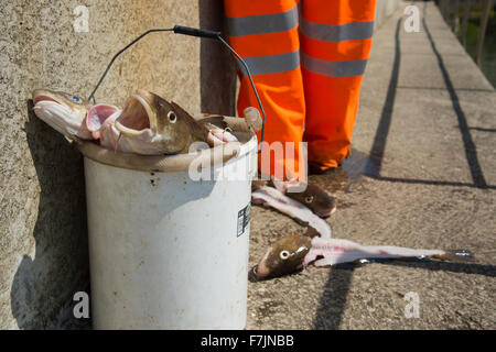 Close-up of fresh catch of dead cod fish in a bucket, ready to be gutted by the fisherman standing beyond - Staithes harbour, North Yorkshire, GB, UK. Stock Photo