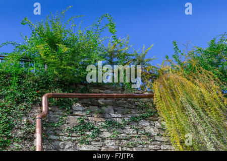 Gutter of copper installed on the brick wall, between the plants of the garden. Stock Photo