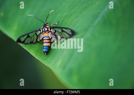A close-up look of a tiger grass borer moth (wasp moth) on a leaf Stock Photo