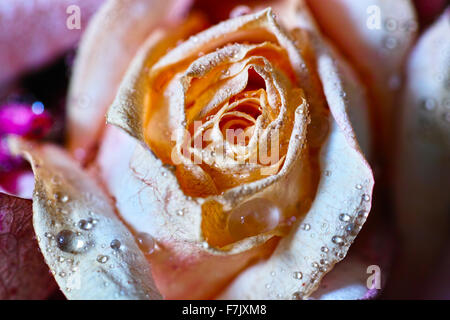 A beautiful gift floristic with elements of marine life. Stock Photo
