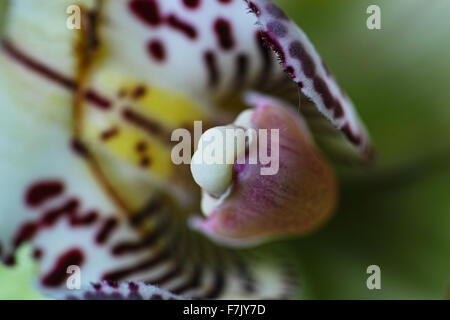 A beautiful gift floristic with elements of marine life. Stock Photo