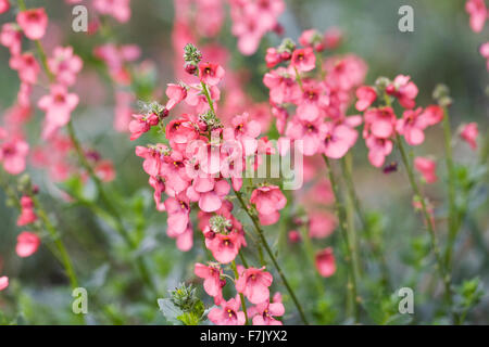 Diascia flowers growing in a meadow. Stock Photo