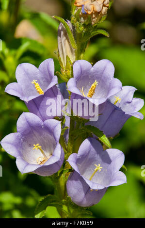 Campanula barbata, Blue Bearded Bellflower Stock Photo