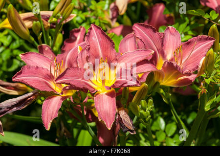 Lilium lancifolium, Maroon and Yellow Tiger Lily Stock Photo