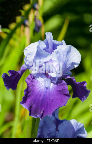 Iris germanica, Blue and Purple Tall Bearded Iris Stock Photo