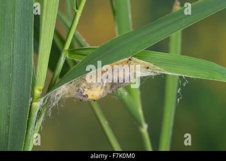 Drinker, pupa, Grasglucke, Gras-Glucke, Trinkerin, Puppe, Kokon, Philudoria potatoria, Euthrix potatoria, Buveuse, Bombyx buveur Stock Photo