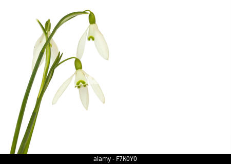 Snowdrops isolated on white background Stock Photo