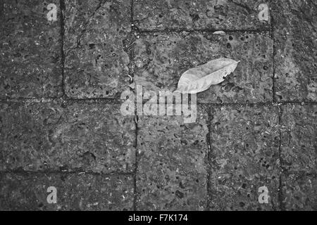 A leaf on laterite brick(red flagstone), in black and white Stock Photo