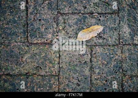 Moss and a leaf on Laterite brick Stock Photo