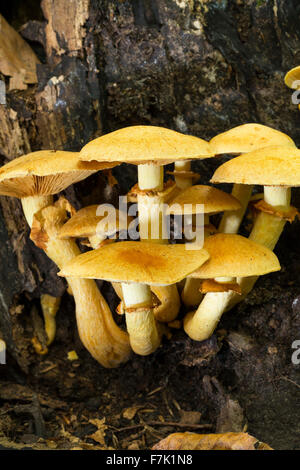 Laughing Gym, Laughing Cap, Laughing Jim, Beringter Flämmling, Prächtiger Flämmling, Gymnopilus junonius, Gymnopilus spectabilis Stock Photo