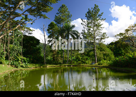 Beautiful scenery of pond and vegetation at Hacienda San Pedro (artisanal coffee producer). Jayuya, Puerto Rico. USA territory. Stock Photo