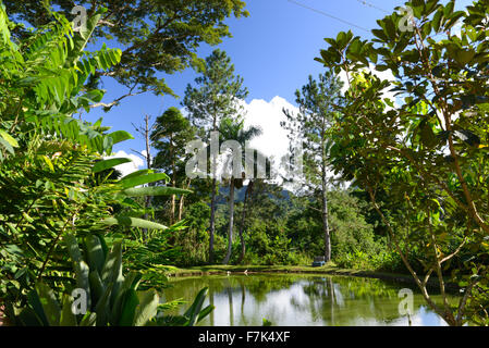 Beautiful scenery of pond and vegetation at Hacienda San Pedro (artisanal coffee producer). Jayuya, Puerto Rico. USA territory. Stock Photo