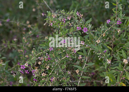 Boxthorn, box thorn, Chinese wolfberry, Himalayan goji, Bocksdorn, Goji-Beere, Gojibeere, Lycium barbarum, Lycium halimifolium Stock Photo