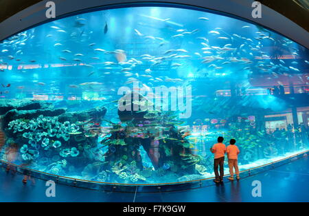 The Dubai Mall Aquarium, Dubai, United Arab Emirates, Middle East Stock Photo