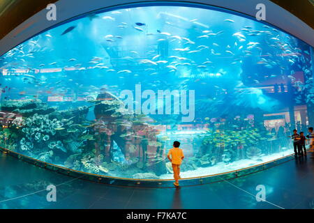 The Dubai Mall Aquarium, Dubai, United Arab Emirates, Middle East Stock Photo