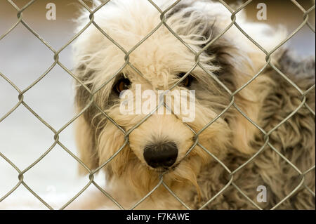 Shelter dog a sad looking sheep dog peering out from behind a chain link fence at an animal shelter. Stock Photo