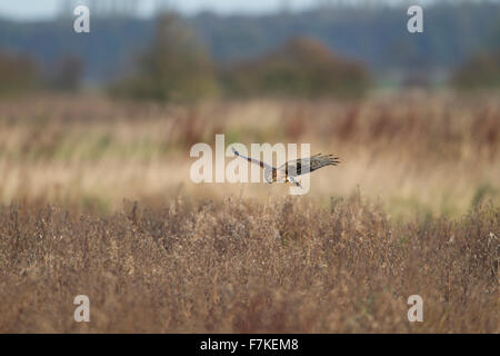 juvenile male Hen Harrier in flight over rough field Stock Photo